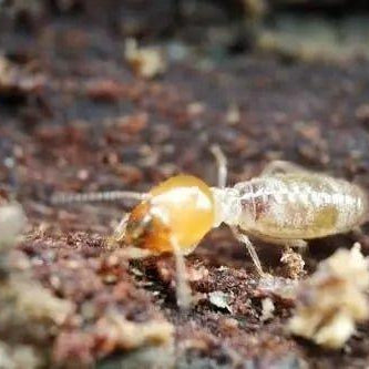 Dehumidifiers: A Weapon Against Termites - Solenco South Africa